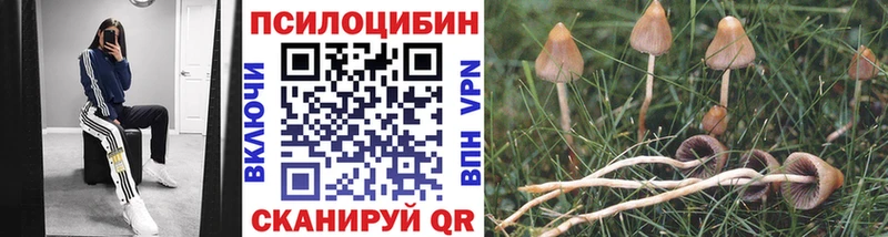 Купить где  Сольцы  Псилоцибиновые грибы прущие грибы 
